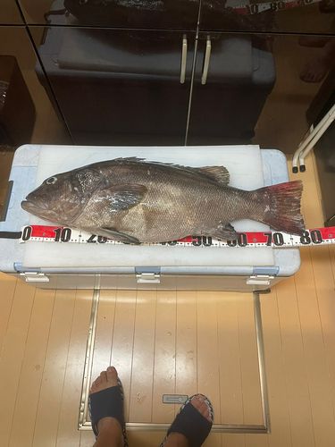 イシナギの釣果