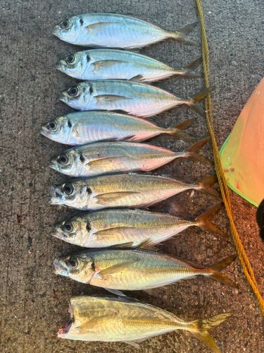 マアジの釣果
