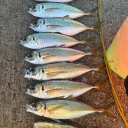 マアジ