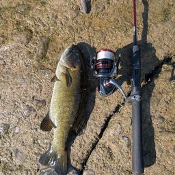 スモールマウスバス