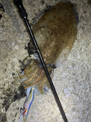 コウイカの釣果