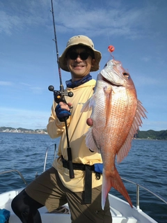 マダイの釣果