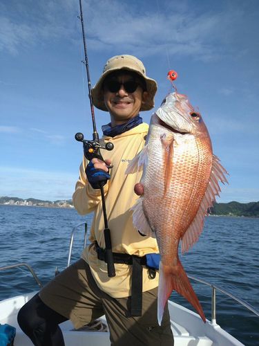 マダイの釣果