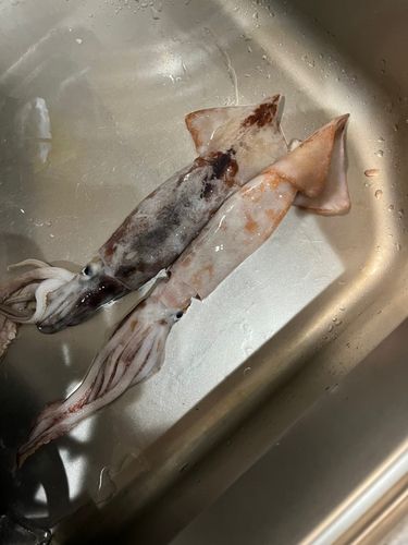 メジカの釣果