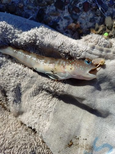 イトヒキハゼの釣果