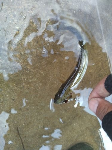 ニジマスの釣果