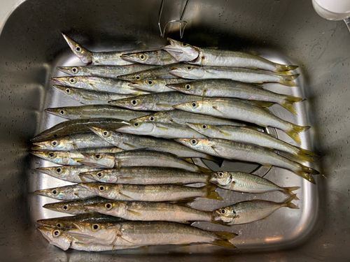 カマスの釣果