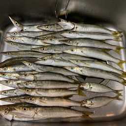 カマス