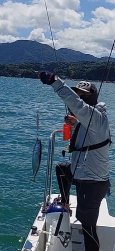 ソウダガツオの釣果