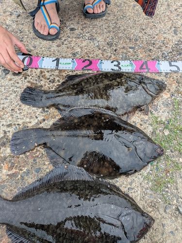 クロガシラガレイの釣果