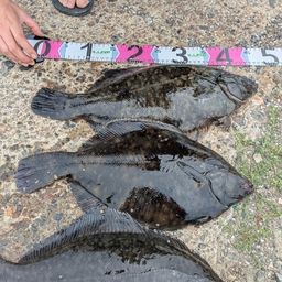 クロガシラガレイ