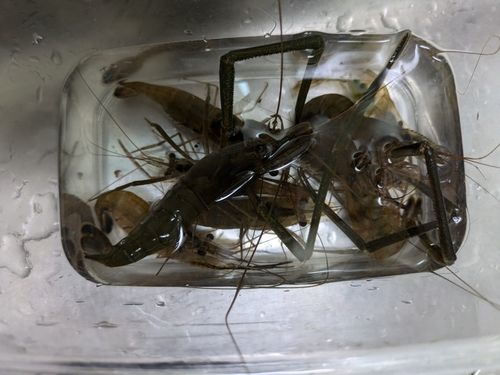 テナガエビの釣果