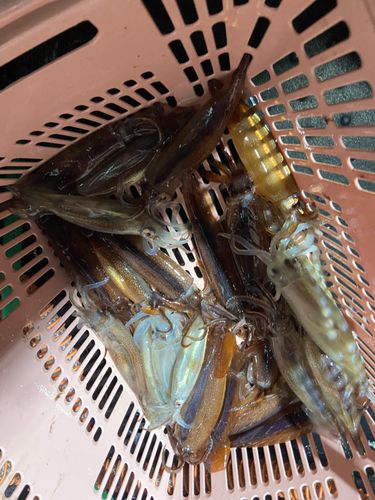ムギイカの釣果