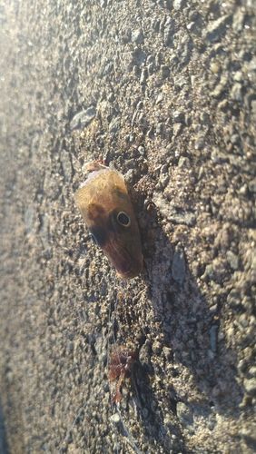 シロギスの釣果