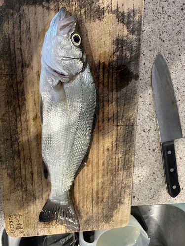 ヒラスズキの釣果