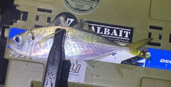 マアジの釣果