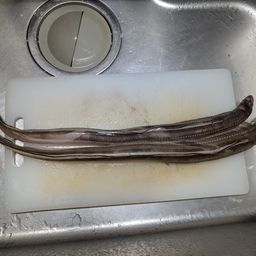 ハモ
