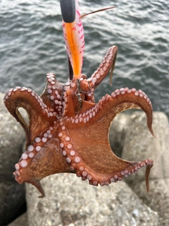 タコの釣果
