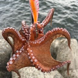 タコ
