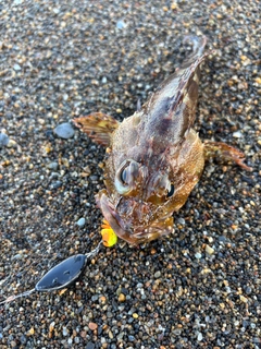 キジハタの釣果
