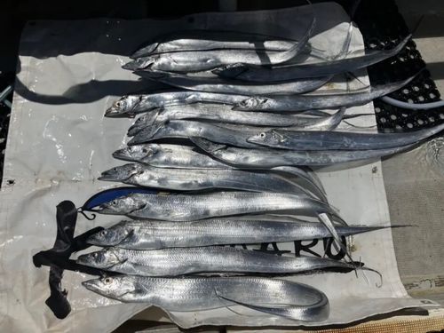 タチウオの釣果