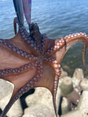 タコの釣果