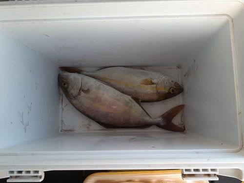 ネリゴの釣果