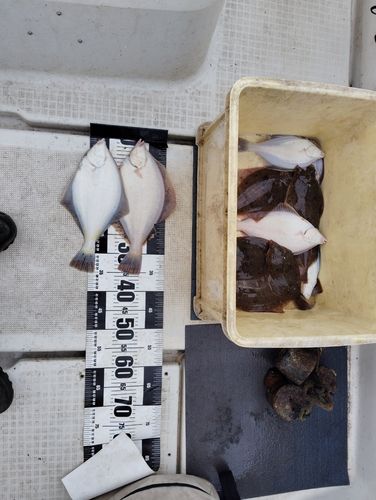 マガレイの釣果