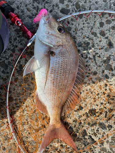 マダイの釣果