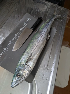 サワラの釣果