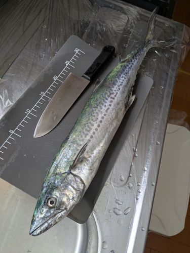 サワラの釣果