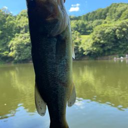 ブラックバス