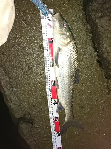 ニゴイの釣果