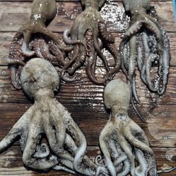 タコ