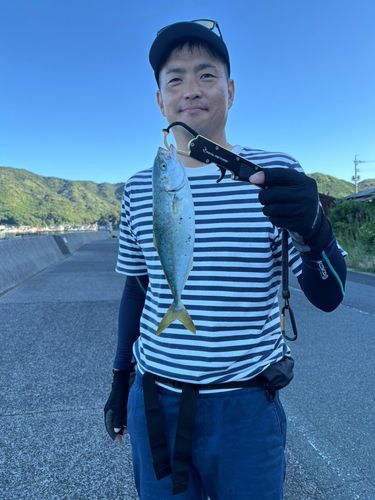 ツバスの釣果