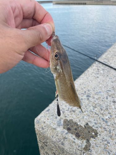 キスの釣果