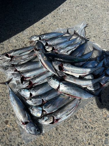 ソウダガツオの釣果