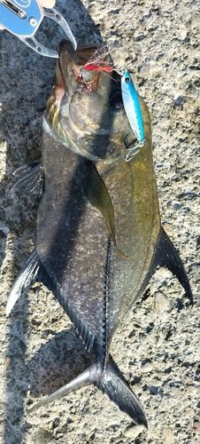 ギンガメアジの釣果