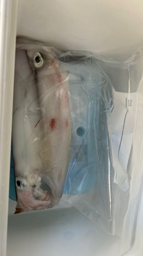 ケンサキイカの釣果