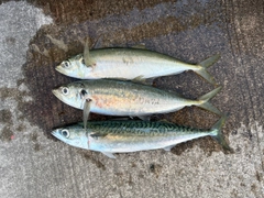 マルアジの釣果