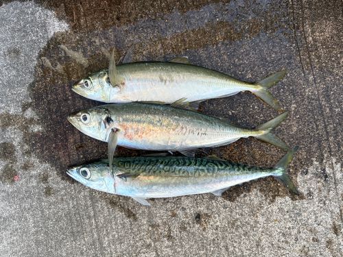 マルアジの釣果