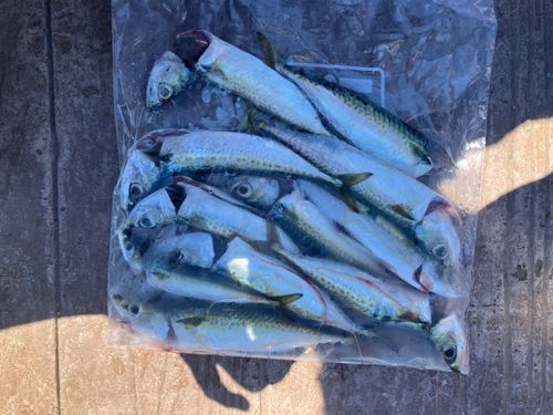 サバの釣果