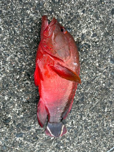 ニジハタの釣果