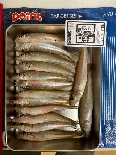 キスの釣果