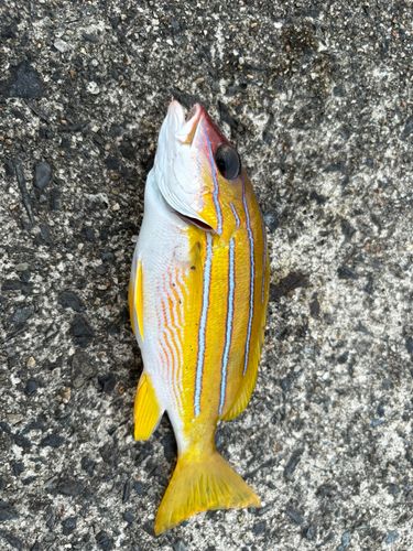 ヨコスジフエダイの釣果