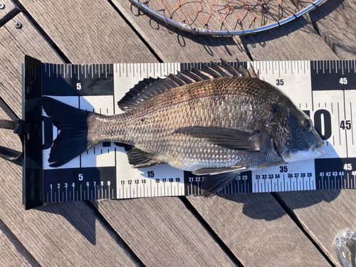 クロダイの釣果