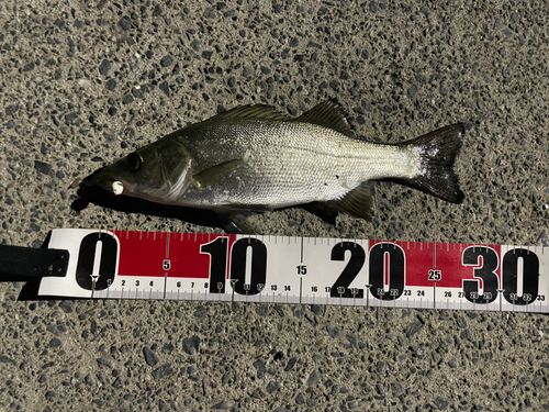 セイゴ（マルスズキ）の釣果