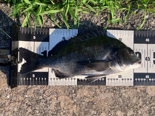 クロダイの釣果