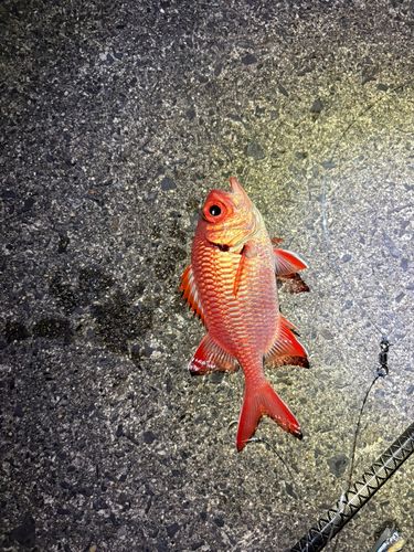 アカマツカサの釣果