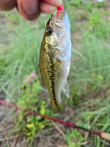 ラージマウスバスの釣果